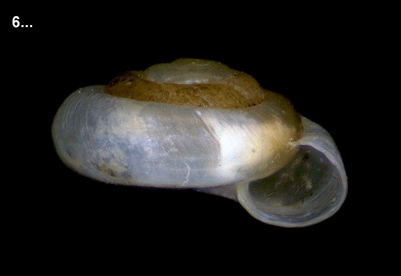 Identificazione piccoli molluschi spagnoli spiaggiati